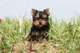 YORKSHIRE TERRIER 014